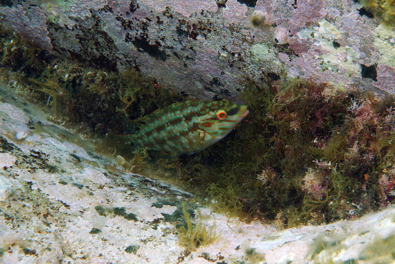 Symphodus cinereus (Bonnaterre, 1788)